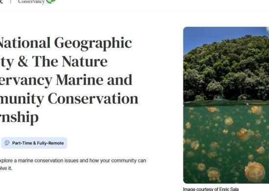 The Opportunity Here