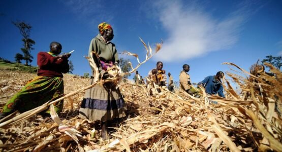 The Opportunity Here