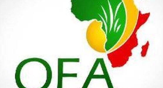 The Opportunity Here