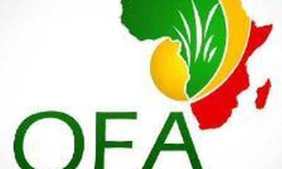 The Opportunity Here